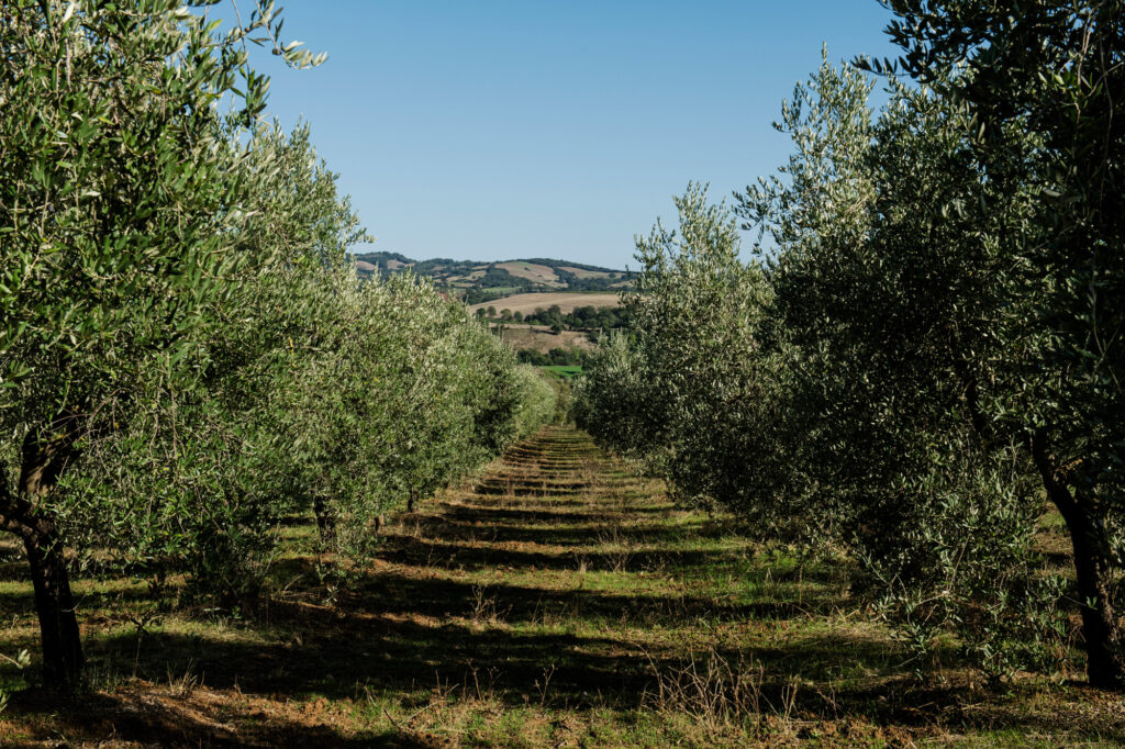 podere_pagliaiolo__DSC0121